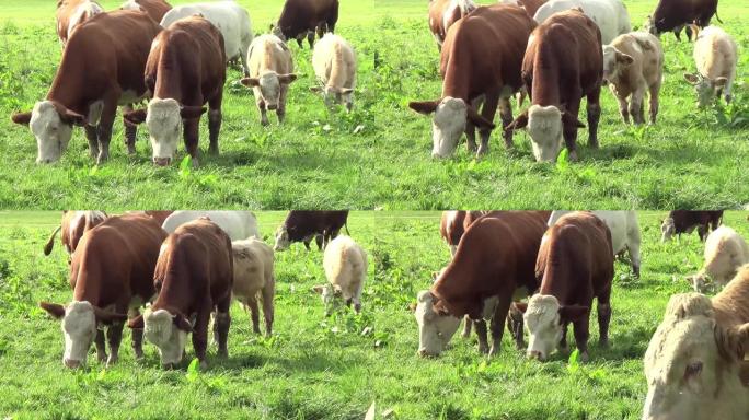 草地上的小牛和母牛