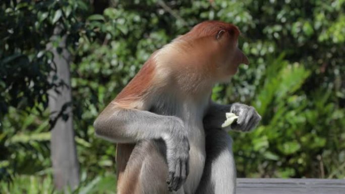 长鼻猴雄性吃水果