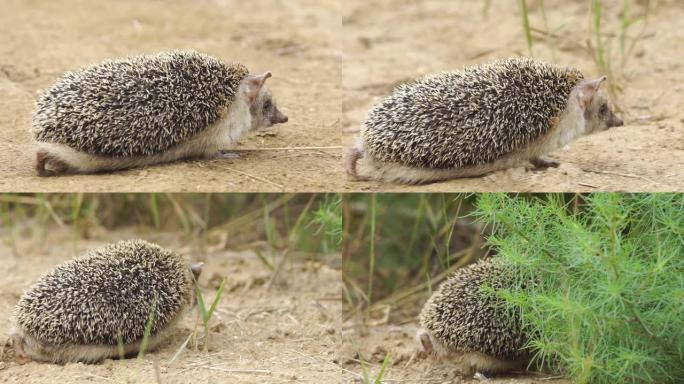 长耳刺猬 (Hemiechinus auritus)