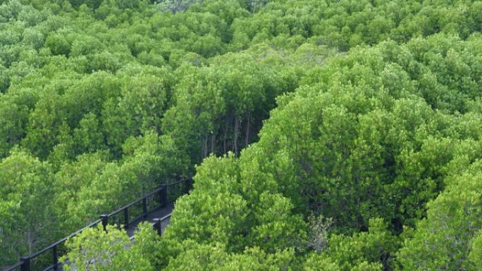 常绿树景，热带红树林