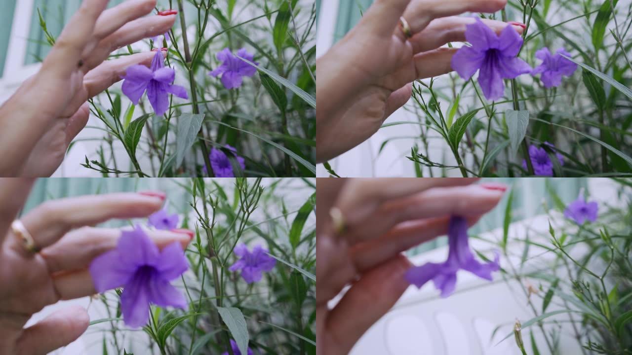 女手摘一朵紫花特写