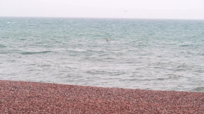 海滩上的海鸥