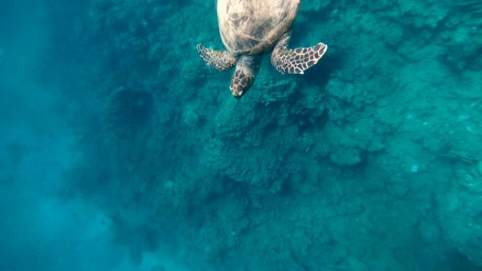 海龟。海龟在红海中游泳