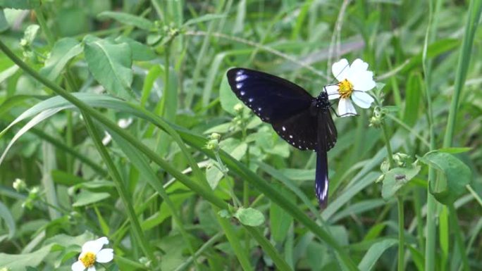 4k蝴蝶Euploea tulliolus，台湾的矮乌鸦或小棕乌鸦