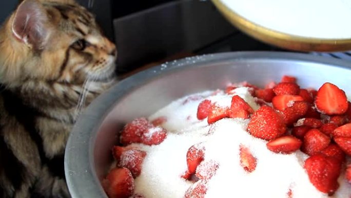 一位年轻女子的手切新鲜成熟的草莓来制作果酱，小猫缅因浣熊看着她的作品
