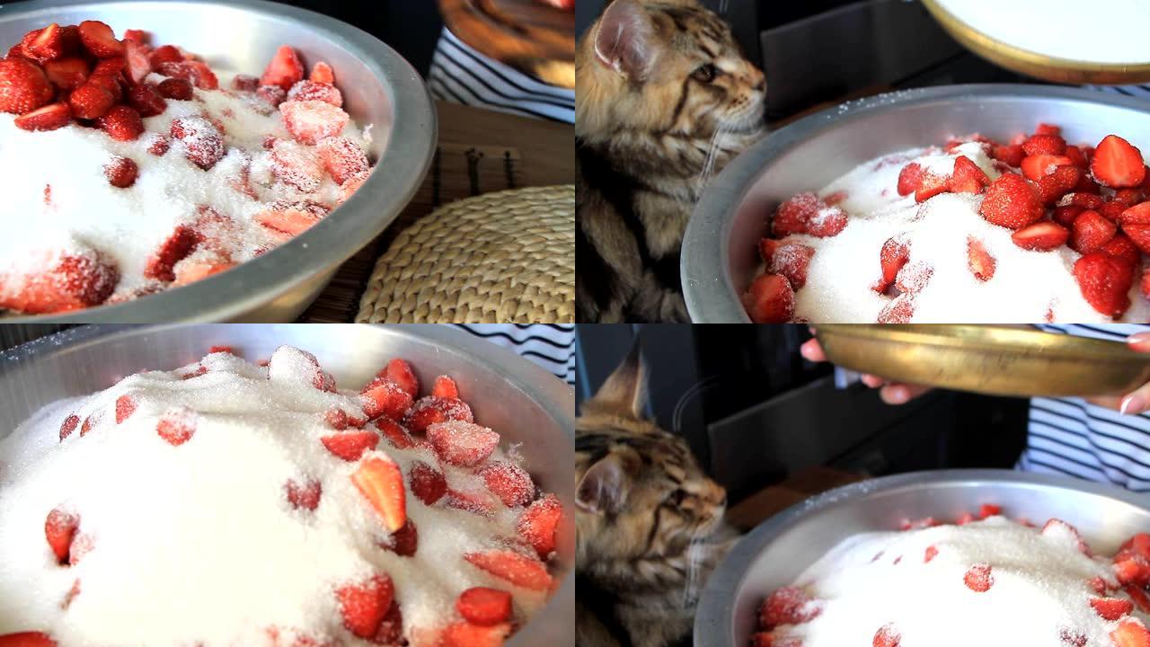 一位年轻女子的手切新鲜成熟的草莓来制作果酱，小猫缅因浣熊看着她的作品