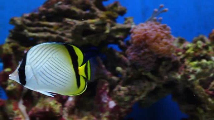 珊瑚礁水族馆鱼缸中的流浪汉蝴蝶鱼视频