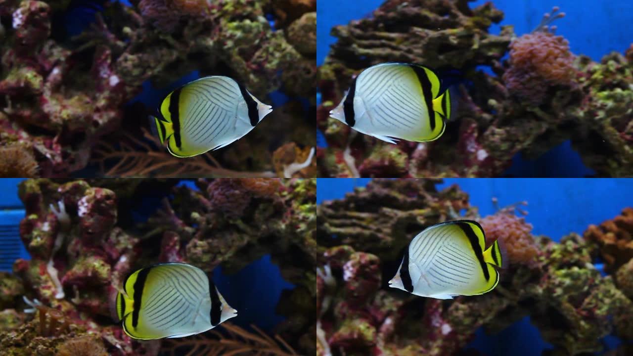 珊瑚礁水族馆鱼缸中的流浪汉蝴蝶鱼视频