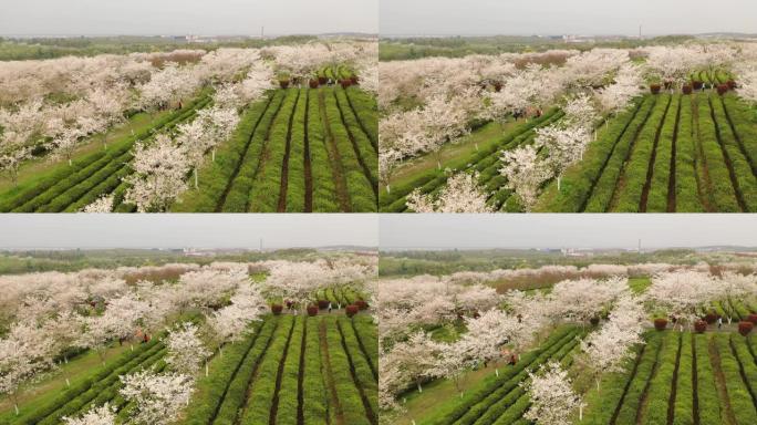 中国江西南昌凤凰沟风景区樱花