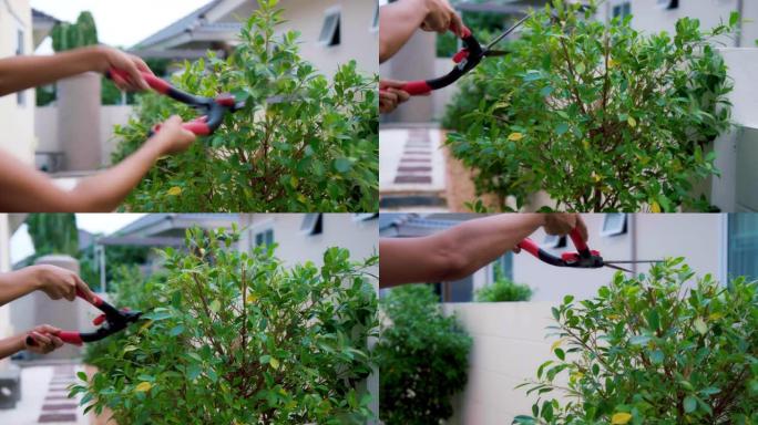 年轻亚洲妇女的手用剪刀修剪树枝。