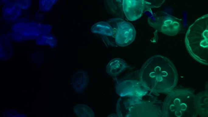 低调水母海水水缸水族馆海洋生命暗水