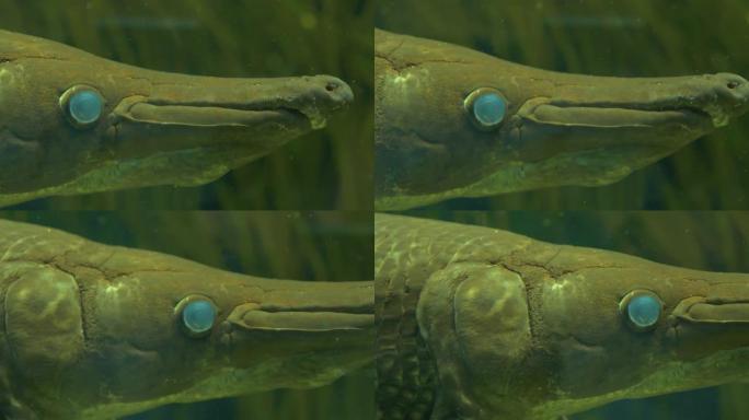 长鼻子的鱼，漂浮在水中-关闭