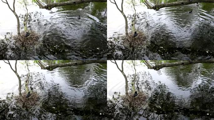 鸭子从树枝随从在巢中游动