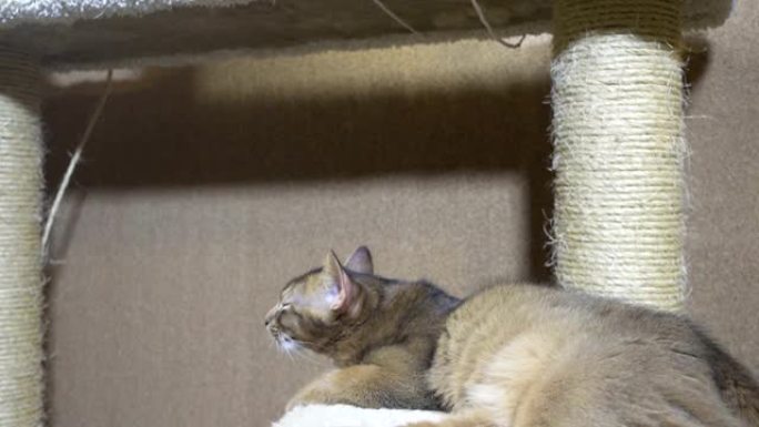 成年猫湄公河短尾猫和小猫索马里人在猫的复合体上睡觉