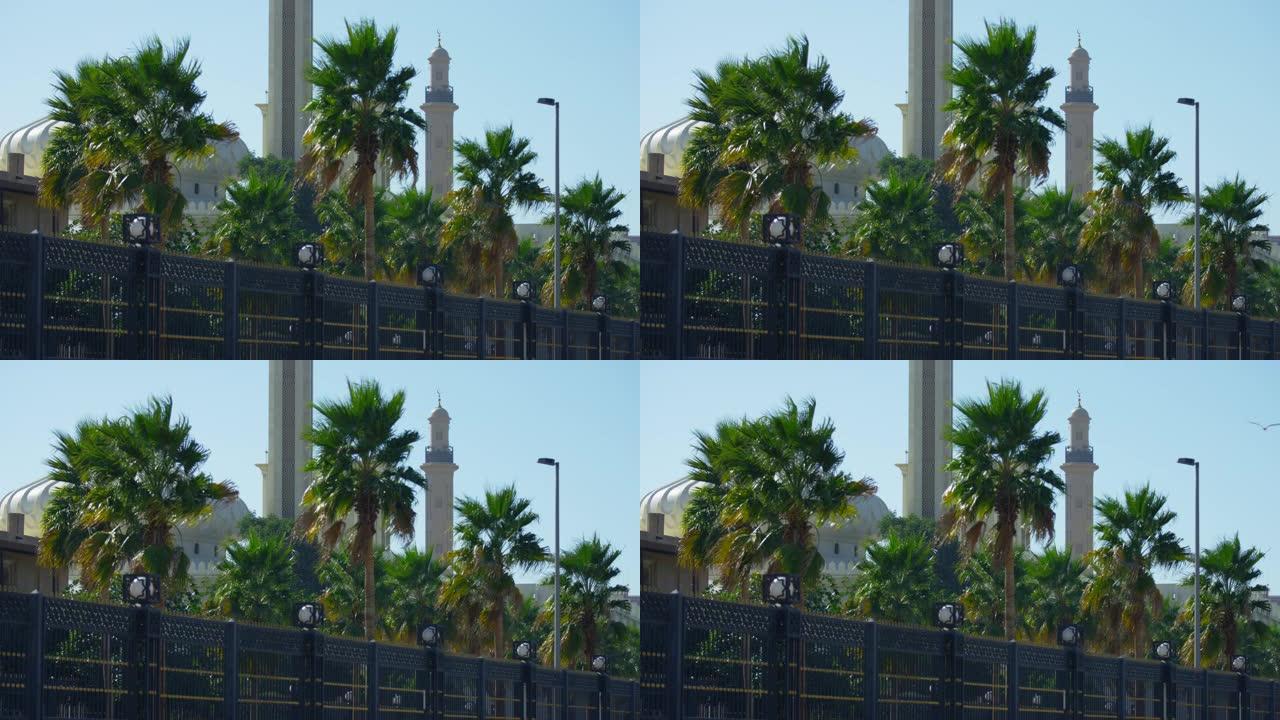 清真寺附近的棕榈树