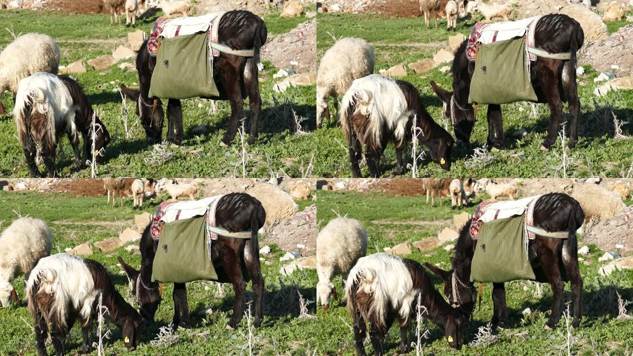 绵羊和牧羊驴，羊群和黑牧羊驴，