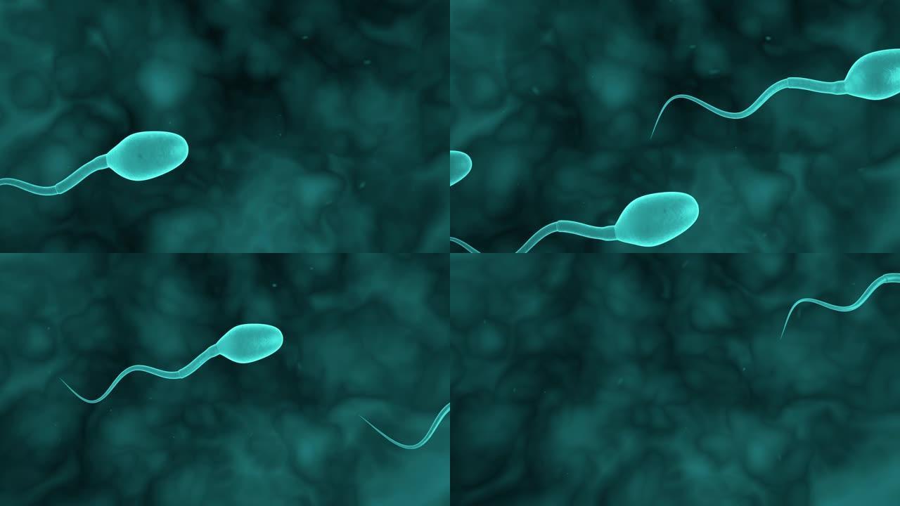 竞争精子。领导。精子的运动。精子，受精。3D动画。