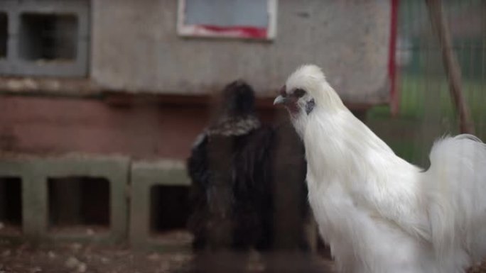 一只白色雄伟的羽毛脚鸡在农场慢动作中昂首阔步的特写镜头