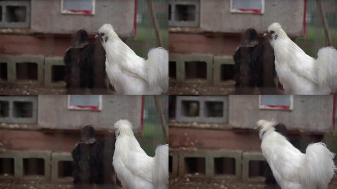 一只白色雄伟的羽毛脚鸡在农场慢动作中昂首阔步的特写镜头