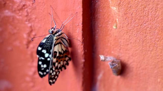 从橘色壁上的蛹或茧中冒出来的帝王蝶蛹。