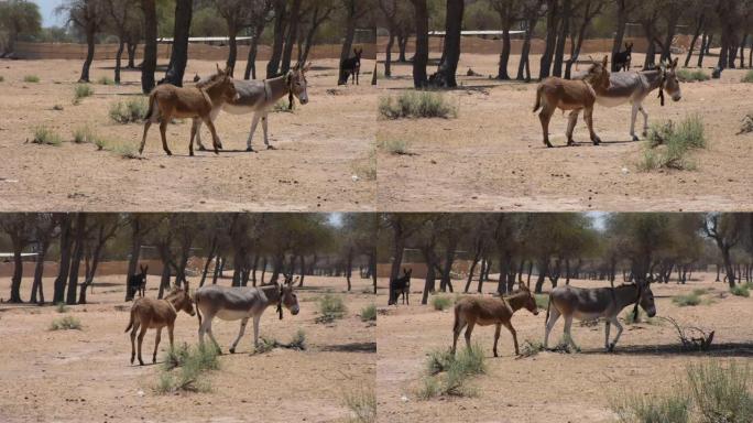 一对驴子或驴子 (Equus africanus asinus) 在阿拉伯联合酋长国农场的炎热沙漠中