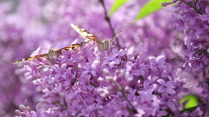 在阳光明媚的春天，花在盛开的丁香上画蝴蝶 (Vanessa Cynthia cardui)