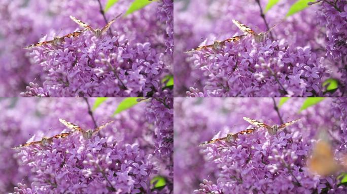 在阳光明媚的春天，花在盛开的丁香上画蝴蝶 (Vanessa Cynthia cardui)