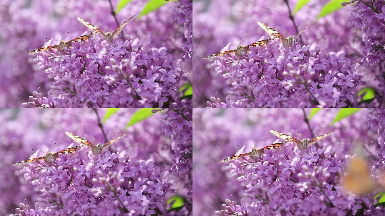 在阳光明媚的春天，花在盛开的丁香上画蝴蝶 (Vanessa Cynthia cardui)