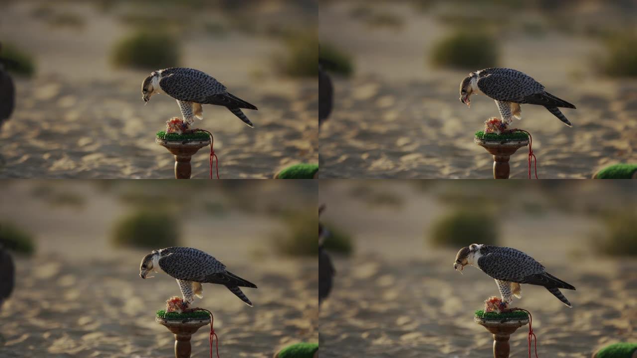 猎鹰在沙漠中进食