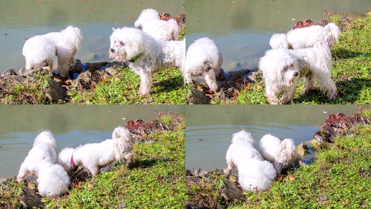 两只狗在河岸的石头上寻找东西