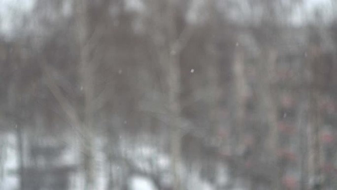 冬季花园窗外飘落的雪