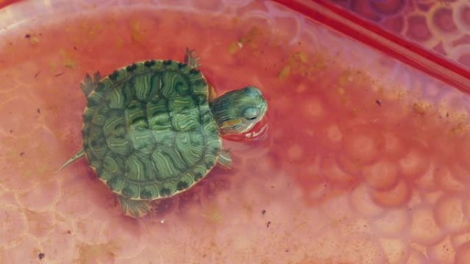 水族馆中的小水龟，宠物观赏动物，水族馆中的小水龟在水中游泳，