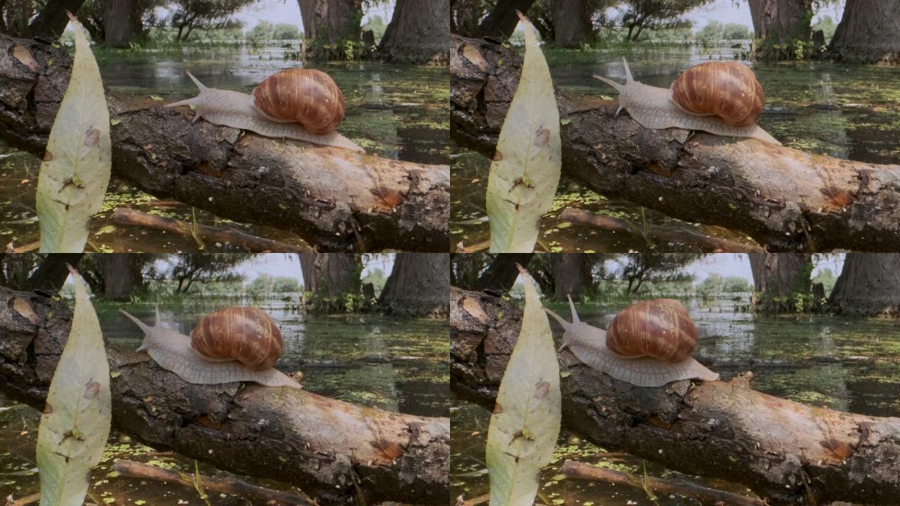 蜗牛在湖泊和树木背景上的树枝上爬行。葡萄蜗牛在自然栖息地。特写
