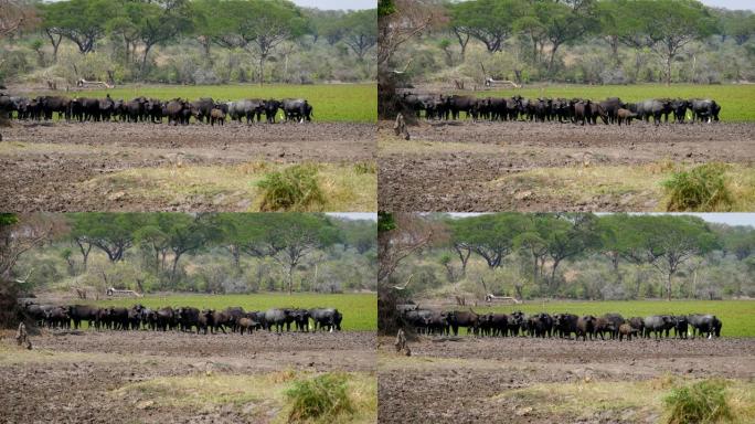 水牛站在被践踏的池塘岸上，非洲大草原上有绿色的水