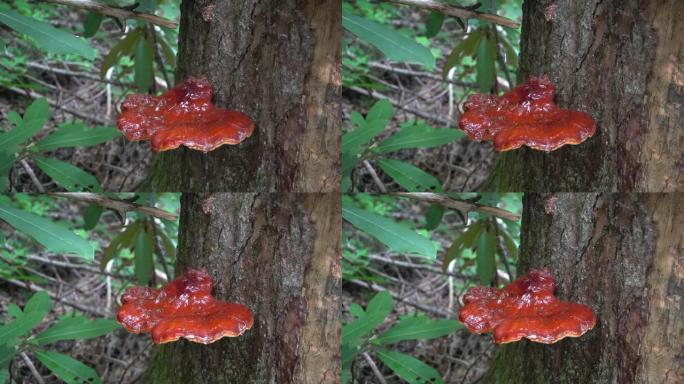 灵芝生长在铁杉树上。灵芝蘑菇是一种珍贵的药用蘑菇 (灵芝)，以其增强免疫系统的特性而闻名。