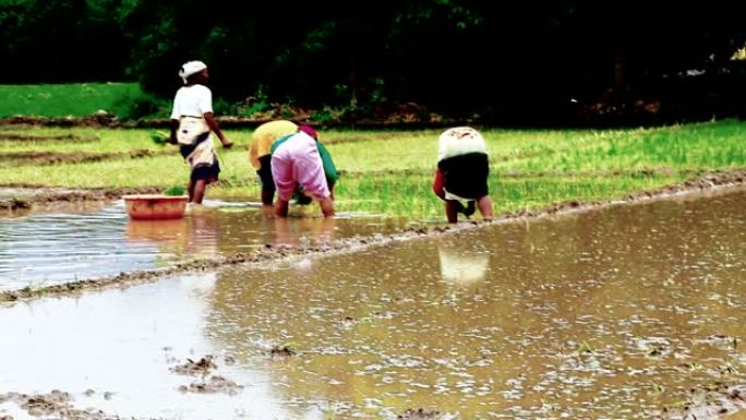 印度女农民在稻田里种植水稻幼苗。