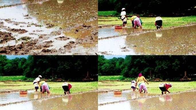 印度女农民在稻田里种植水稻幼苗。