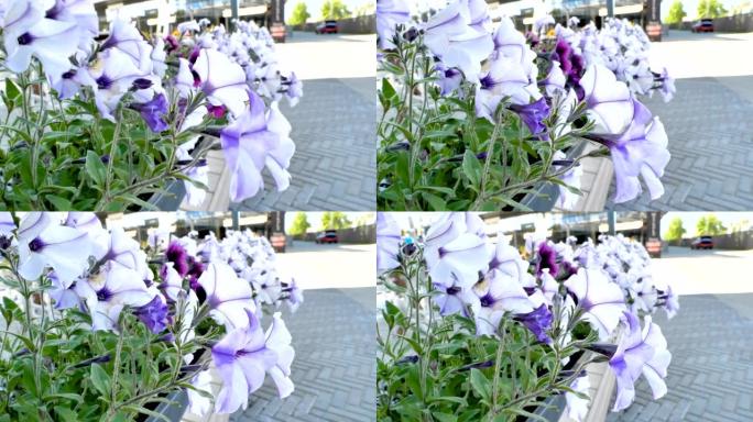 路边一朵白色和紫色的铃铛花