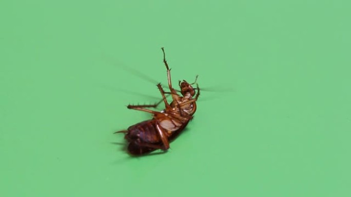 蟑螂躺在绿色的屏幕上垂死
