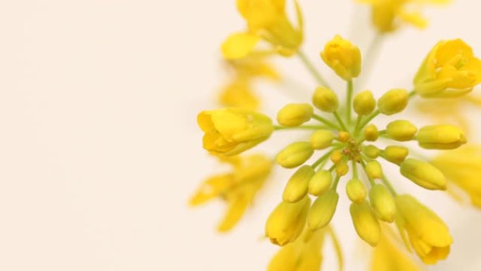 美丽的黄色油菜花在工作室视图设计