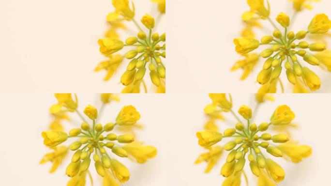 美丽的黄色油菜花在工作室视图设计