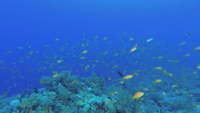 大量的热带橙色Anthias鱼在蓝色水底的珊瑚礁上掠过。水底射击
