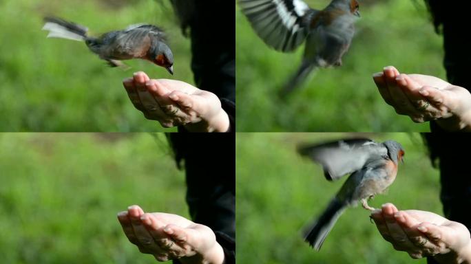 野鸟苍头燕雀从手上吃种子。