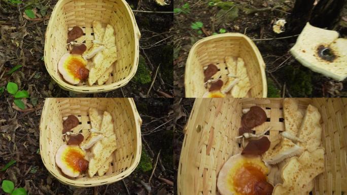 男人用刀在森林里觅食Dryad的马鞍蘑菇。柳条篮里野生收获灵芝蘑菇。森林里采摘的野生食物。