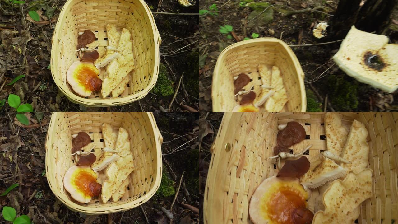男人用刀在森林里觅食Dryad的马鞍蘑菇。柳条篮里野生收获灵芝蘑菇。森林里采摘的野生食物。