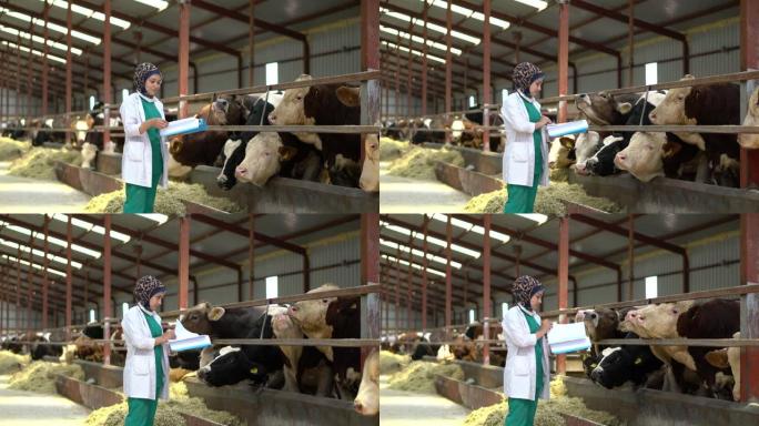 兽医妇女检查奶牛进入谷仓