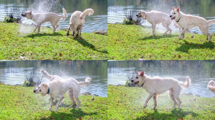 狗带来一根棍子，然后他们就把水从自己身上抖下来