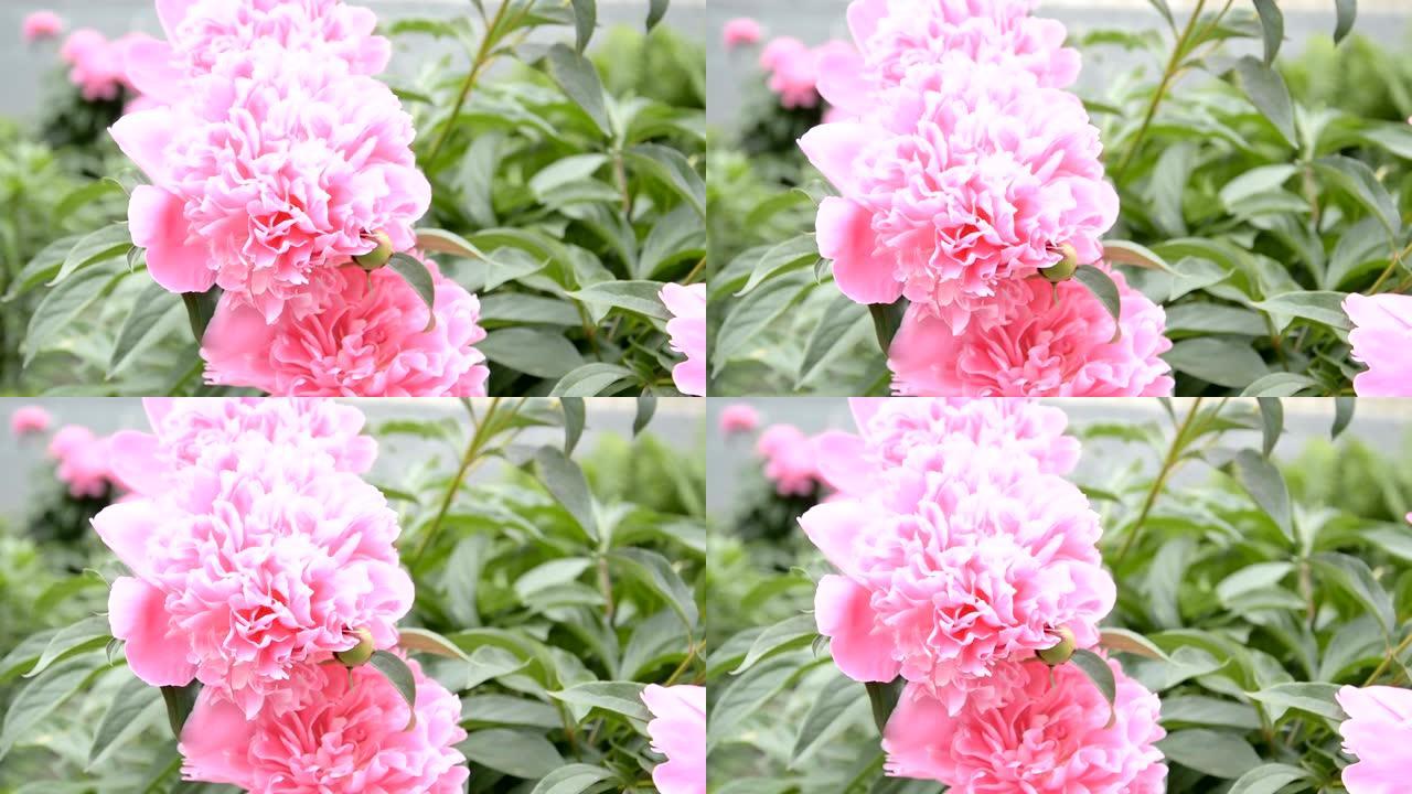 粉色pion灌木花背景