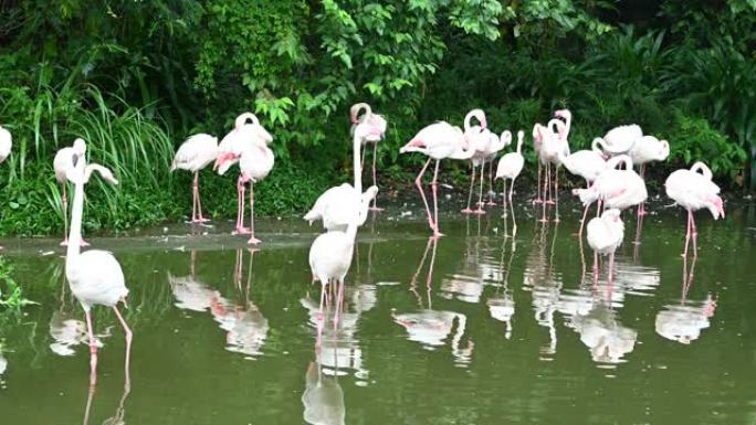 4K粉红大鸟大火烈鸟，红凤凰鸟，在水中一边放松一边与团。自然背景和动物壁纸。