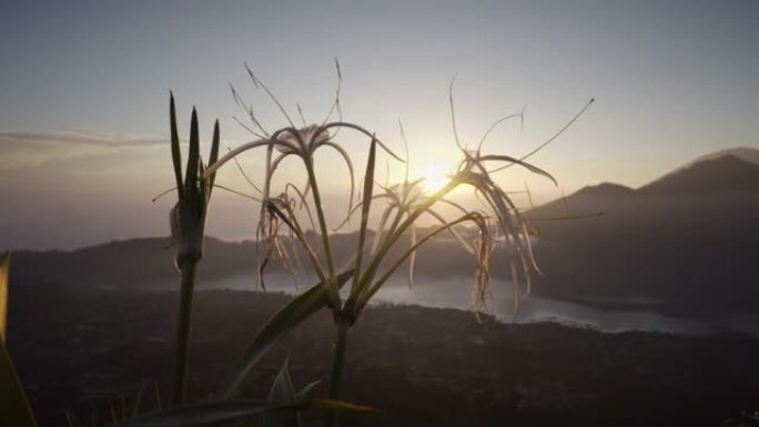 阳光落在山花上